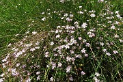 64 Silene a cuscinetto (Silene acaulis)